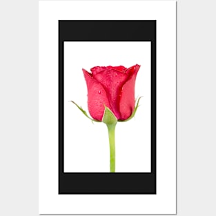 Pink rose flower Posters and Art